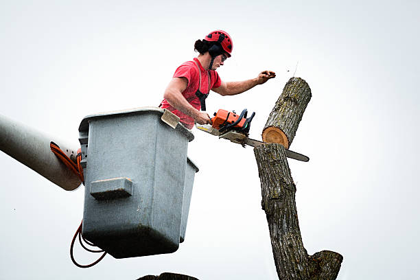 Best Palm Tree Trimming  in South Paris, ME